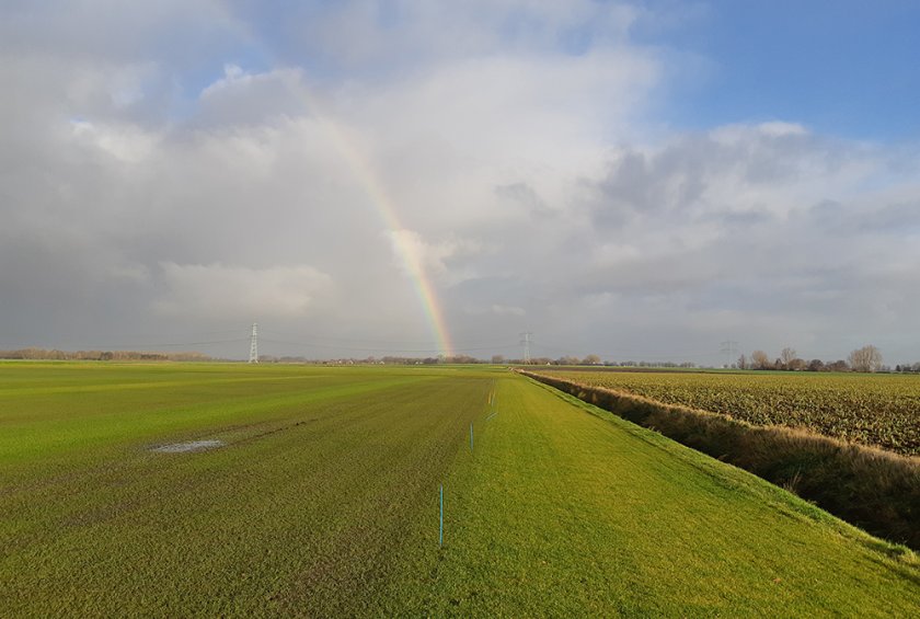 Rassenproef die wordt betreden (de strook/plot met weinig gras staat onder water) Rassenproef die wordt betreden (de strook/plot met weinig gras staat onder water)
