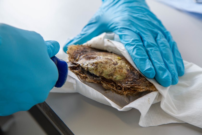The condition of an oyster from the Gemini wind farm is examined several months after it was deposited there. (photo: Oscar Bos) The condition of an oyster from the Gemini wind farm is examined several months after it was deposited there. (photo: Oscar Bos)