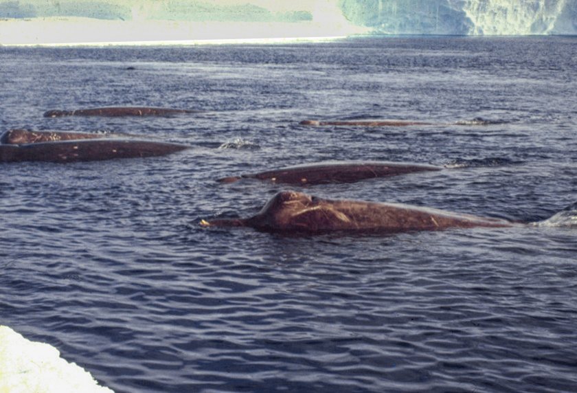 A beautiful photo of Arnoux's beaked whales near the fast ice at Drescher Inlet, Antarctica, taken in 1990 © Joachim Plötz A beautiful photo of Arnoux's beaked whales near the fast ice at Drescher Inlet, Antarctica, taken in 1990 © Joachim Plötz
