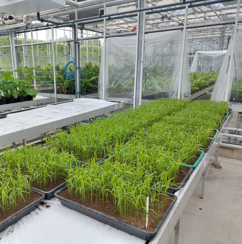 De rijst is geteeld in een kas van Wageningen Plant Research De rijst is geteeld in een kas van Wageningen Plant Research