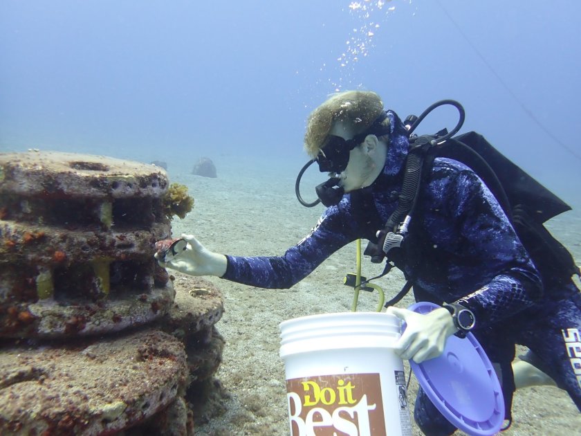 Researcher introducting West Indian top shell (whelk) on artificial reef. Photo credit: Alwin Hylkema Researcher introducting West Indian top shell (whelk) on artificial reef. Photo credit: Alwin Hylkema
