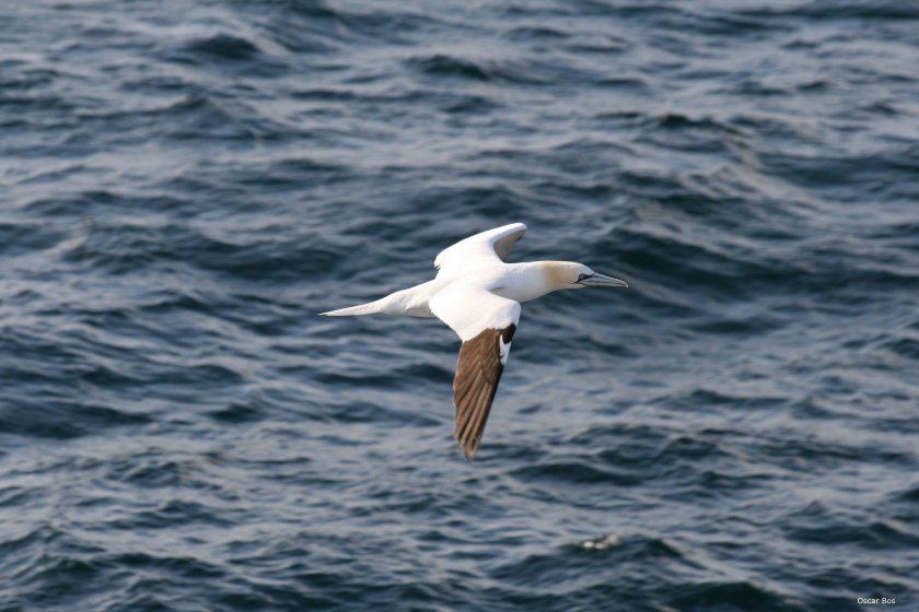 Northern gannet, photo: Oscar Bos Northern gannet, photo: Oscar Bos