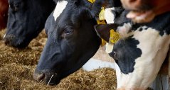 Adjusting feed can help prevent heat stress Adjusting feed can help prevent heat stress