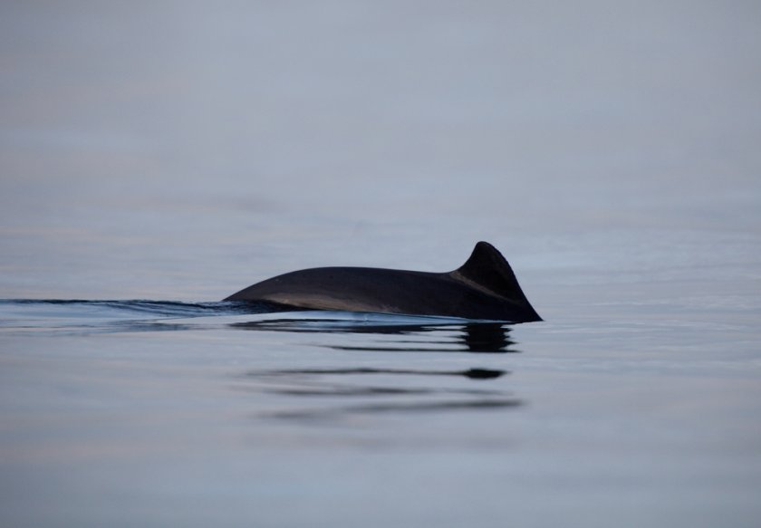 Harbour porpoise (photo: Shutterstock) Harbour porpoise (photo: Shutterstock)