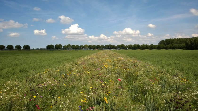 Flower strip. Photo: ERF BV Flower strip. Photo: ERF BV