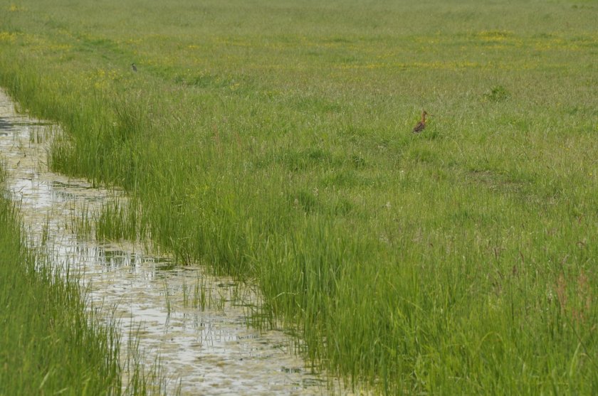 'Nature-friendly embankments offer amphibians a place to lay their eggs and provide shelter for meadow bird chicks.' 'Nature-friendly embankments offer amphibians a place to lay their eggs and provide shelter for meadow bird chicks.'