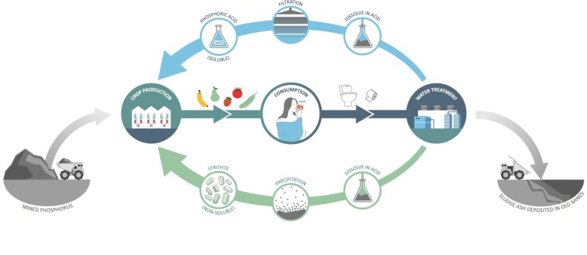 Opportunities to shift from a linear to a circular phosphorus supply chain. Opportunities to shift from a linear to a circular phosphorus supply chain.