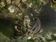 The North Sea lobster (Homarus gammarus) is an iconic inhabitant of European waters. Image: Oscar Bos The North Sea lobster (Homarus gammarus) is an iconic inhabitant of European waters. Image: Oscar Bos