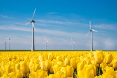 shutterstock_1491545345 tulpen windturbines.jpg shutterstock_1491545345 tulpen windturbines.jpg
