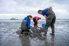 Researchers from Wageningen Marine Research collect lugworms in the Westerschelde estuary for PFAS analysis. September 2023 | Photo: Studio Retouched Researchers from Wageningen Marine Research collect lugworms in the Westerschelde estuary for PFAS analysis. September 2023 | Photo: Studio Retouched