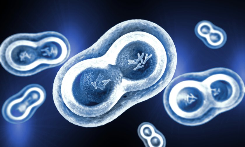 A simplified illustration of a cell. A growing cell must first double its DNA and all other contents before splitting into two. Because timing is critical, the cell components need to be well adjusted to each other. A simplified illustration of a cell. A growing cell must first double its DNA and all other contents before splitting into two. Because timing is critical, the cell components need to be well adjusted to each other.