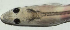 Glass eel, photographed at the laboratory in IJmuiden Glass eel, photographed at the laboratory in IJmuiden