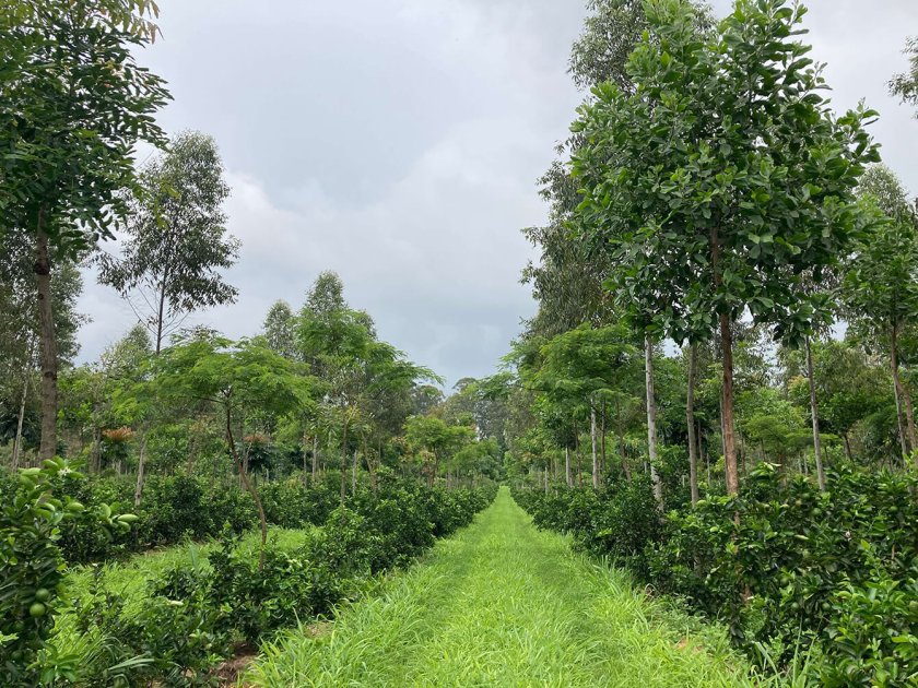 The Rizoma Agro Lighthouse Farm practices large scale agroforestry in Brazil The Rizoma Agro Lighthouse Farm practices large scale agroforestry in Brazil