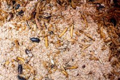 Mealworms are among the insects most commonly farmed (as larvae) for animal and human consumption. Mealworms are among the insects most commonly farmed (as larvae) for animal and human consumption.