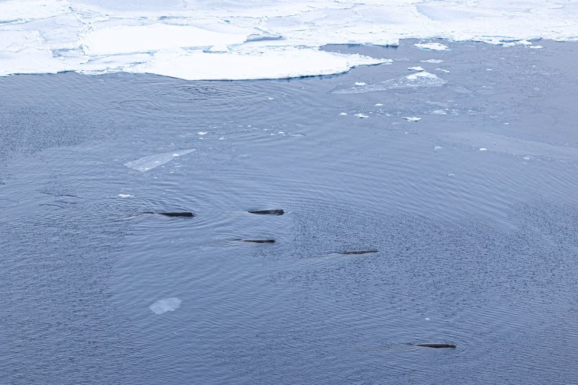A group of Arnoux's beaked whales © Susanne Kühn A group of Arnoux's beaked whales © Susanne Kühn