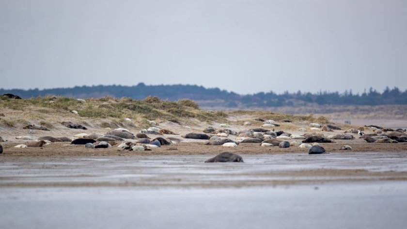 Seals_06_Jeroen Hoekendijk.jpg Seals_06_Jeroen Hoekendijk.jpg