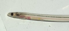 Transparent glass eel photographed in the laboratory in IJmuiden. Pigmentation starts with dark spots at the head, by the tail and at the 'side' beneath the start of the dorsal fin. Transparent glass eel photographed in the laboratory in IJmuiden. Pigmentation starts with dark spots at the head, by the tail and at the 'side' beneath the start of the dorsal fin.