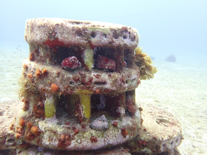 Restored West Indian top shells (whelks) on a Moreef, a modular restoration reef. Photo credit: Alwin Hylkema. Restored West Indian top shells (whelks) on a Moreef, a modular restoration reef. Photo credit: Alwin Hylkema.