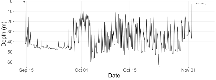 Figure 3. Swimming movements of a female spotted ray, 52 cm, tagged north of Ameland on 14 September and recaptured off the English coast on 3 November. Data points are presented at 10-minute intervals. Source: Eleanor Greenway. Figure 3. Swimming movements of a female spotted ray, 52 cm, tagged north of Ameland on 14 September and recaptured off the English coast on 3 November. Data points are presented at 10-minute intervals. Source: Eleanor Greenway.