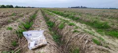 Organic potato field in Friesland. Photo: Paula Harkes Organic potato field in Friesland. Photo: Paula Harkes