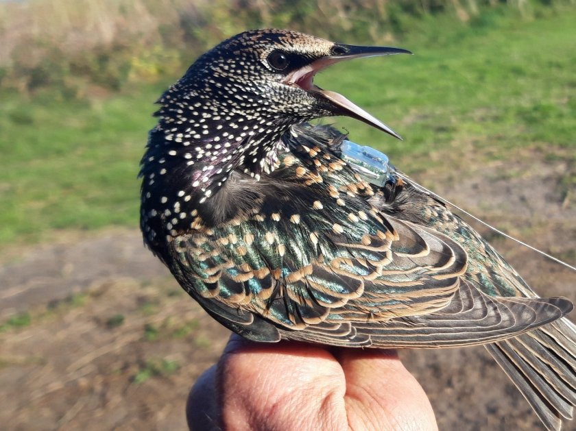 Researchers use transmitters on starlings to monitor their migration behavior above the sea. Photo: Sander Lagerveld. Researchers use transmitters on starlings to monitor their migration behavior above the sea. Photo: Sander Lagerveld.