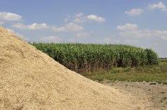 Chopped and a plot of Miscanthus (elephant grass), a crop that is suitable as a fuel, substitute for peat in potting soil and is considered a potential raw material for building materials Chopped and a plot of Miscanthus (elephant grass), a crop that is suitable as a fuel, substitute for peat in potting soil and is considered a potential raw material for building materials