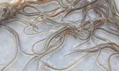 A container full of young glass eels A container full of young glass eels