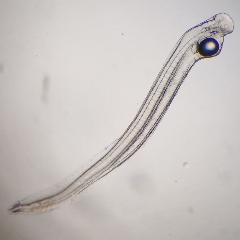 Eel Eel