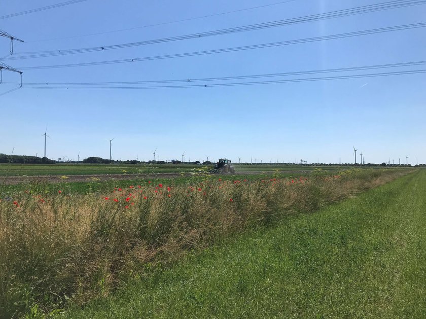 Picture: Permanent flower strips in the fields, serving as refuge and a source of food for natural predators. Picture: Permanent flower strips in the fields, serving as refuge and a source of food for natural predators.
