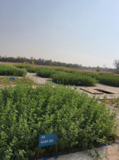 Fieldscale pilots (lysimeter Qatar) Fieldscale pilots (lysimeter Qatar)