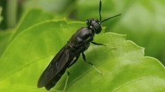 Black soldier fly Black soldier fly