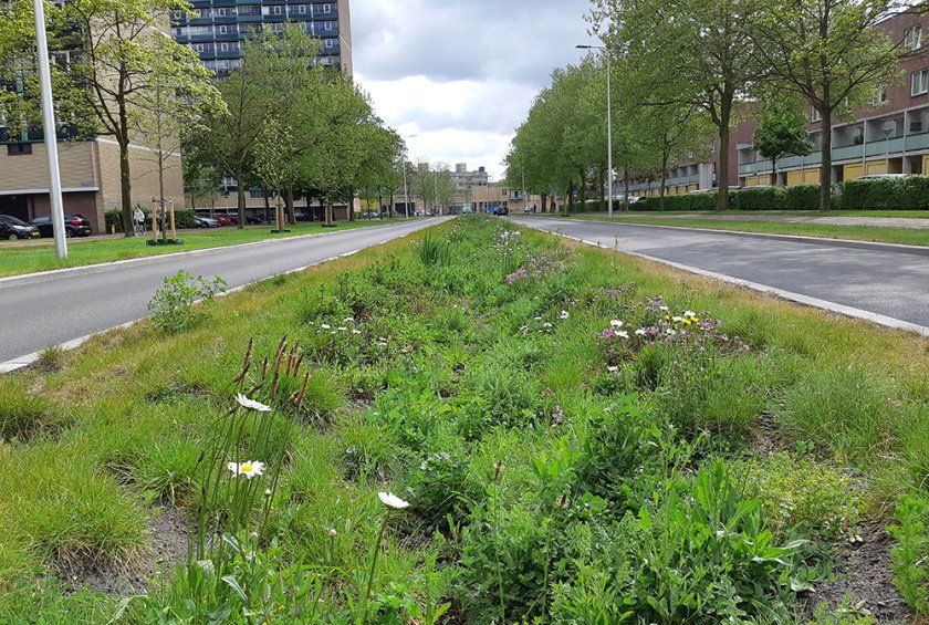 Brede grasstrook langs de weg voor wateropvang en kansen voor biodiversiteit Brede grasstrook langs de weg voor wateropvang en kansen voor biodiversiteit