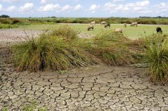 Print version 300 DPI-shutterstock_148679750_NL_droogte_schapen.jpg Print version 300 DPI-shutterstock_148679750_NL_droogte_schapen.jpg