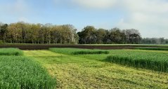 Winter rye provides a climate solution for dairy farming on drought sensitive sandy soil Winter rye provides a climate solution for dairy farming on drought sensitive sandy soil
