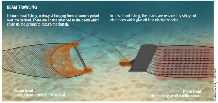 Pulse trawling.png Pulse trawling.png