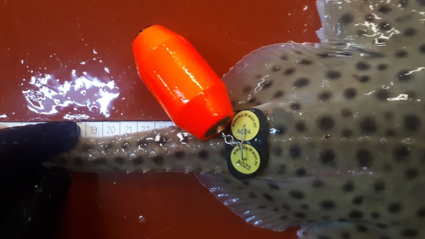 Figure 2. Photo of Spotted Ray with Data Storage Tag. The tag is colored orange and has a white label with the contact details of Wageningen Marine Research. Photo’s: Pieke Molenaar. Figure 2. Photo of Spotted Ray with Data Storage Tag. The tag is colored orange and has a white label with the contact details of Wageningen Marine Research. Photo’s: Pieke Molenaar.