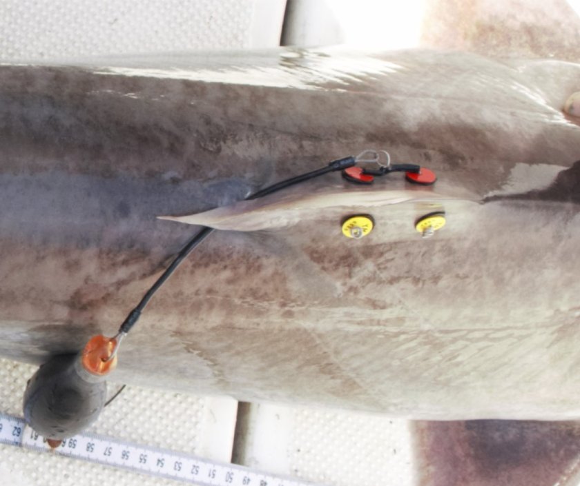 Figure 1. Pop-off satellite Data Storage Tag placed on the dorsal fin of a tope shark. Photo: Niels Brevé Figure 1. Pop-off satellite Data Storage Tag placed on the dorsal fin of a tope shark. Photo: Niels Brevé