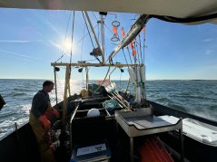 Fisherman Daniel Zoeteweij on his trawler YE152 preparing the gear en route to the Borssele wind farm. Photo: WUR Fisherman Daniel Zoeteweij on his trawler YE152 preparing the gear en route to the Borssele wind farm. Photo: WUR
