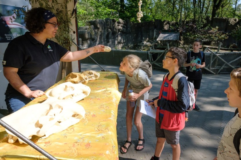 Children are shown differences between animal skulls as part of their education in biodiversity Children are shown differences between animal skulls as part of their education in biodiversity