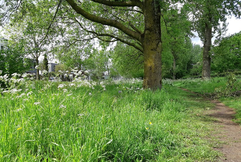 Groenstrook met gras en kruiden Groenstrook met gras en kruiden