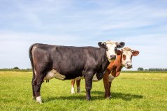 Blaarkop cattle, a rare farm animal breed (photo: Shutterstock) Blaarkop cattle, a rare farm animal breed (photo: Shutterstock)