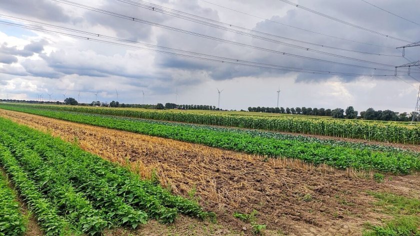 Picture: To maintain and improve biodiversity on the agricultural plots, strip cultivation of 6 meters, 8 crops in rotation in time and space with permanent flower strips are implemented. Picture: To maintain and improve biodiversity on the agricultural plots, strip cultivation of 6 meters, 8 crops in rotation in time and space with permanent flower strips are implemented.