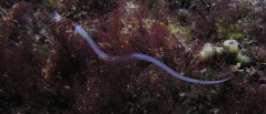 Glass eel Glass eel